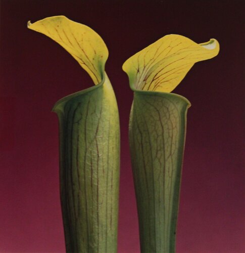 Double Jack in the Pulpits van Robert Mapplethorpe, Fotografie te koop op Singulart