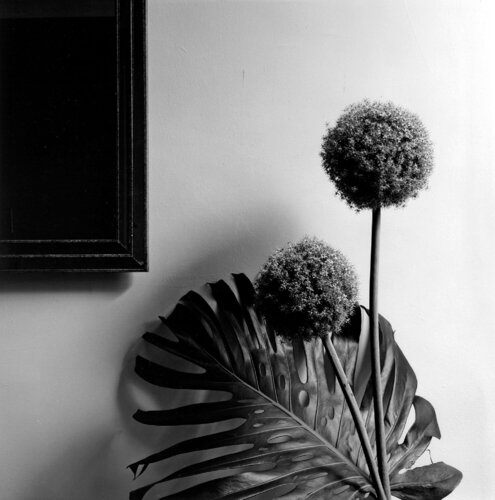 Flower van Robert Mapplethorpe, Fotografie te koop op Singulart