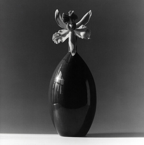 Orchid van Robert Mapplethorpe, Fotografie te koop op Singulart