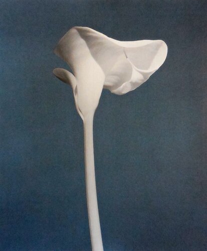 Calla Lily (America Series) van Robert Mapplethorpe, Fotografie te koop op Singulart