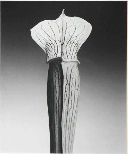 Jack In The Pulpit, Ed. 4/10 van Robert Mapplethorpe, Fotografie te koop op Singulart