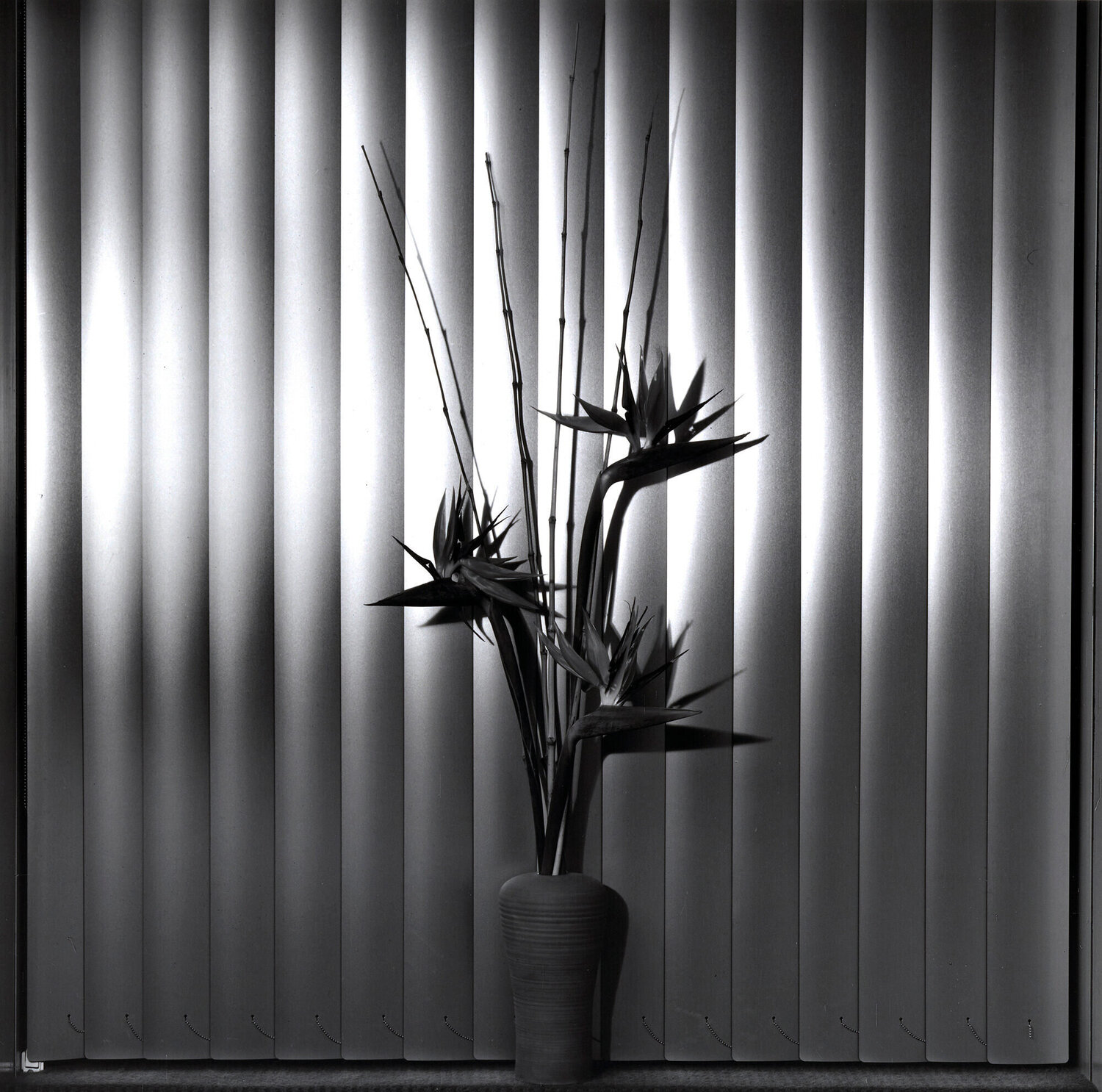 Birth of Paradise Robert Mapplethorpe