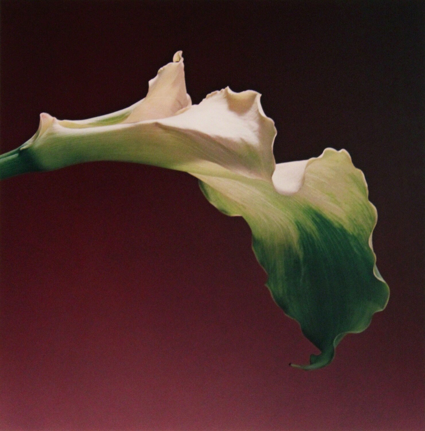 Calla Lily Robert Mapplethorpe