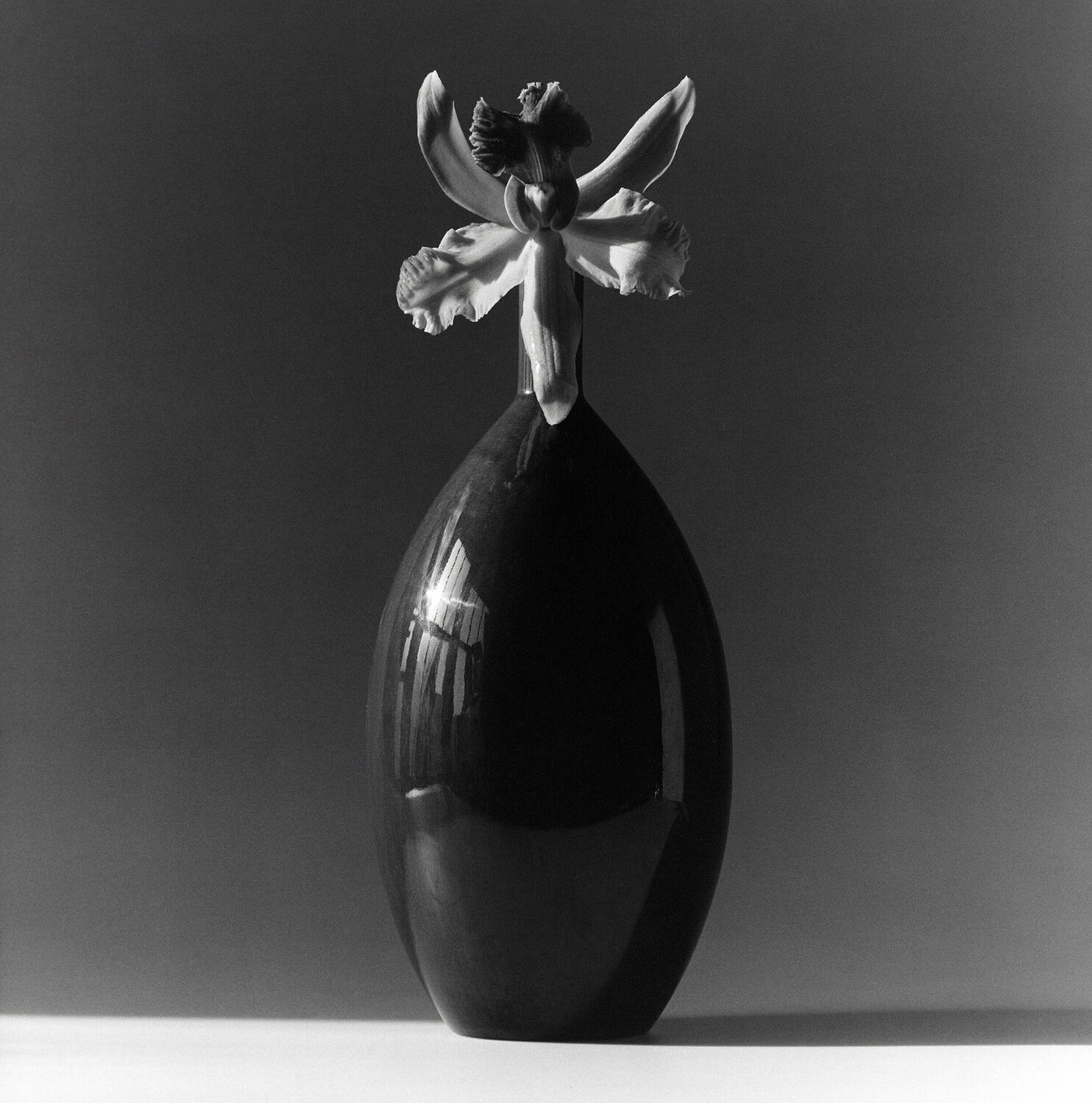 Orchid Robert Mapplethorpe