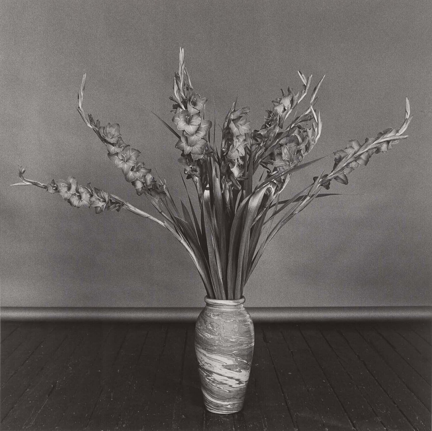 Gladioli Robert Mapplethorpe