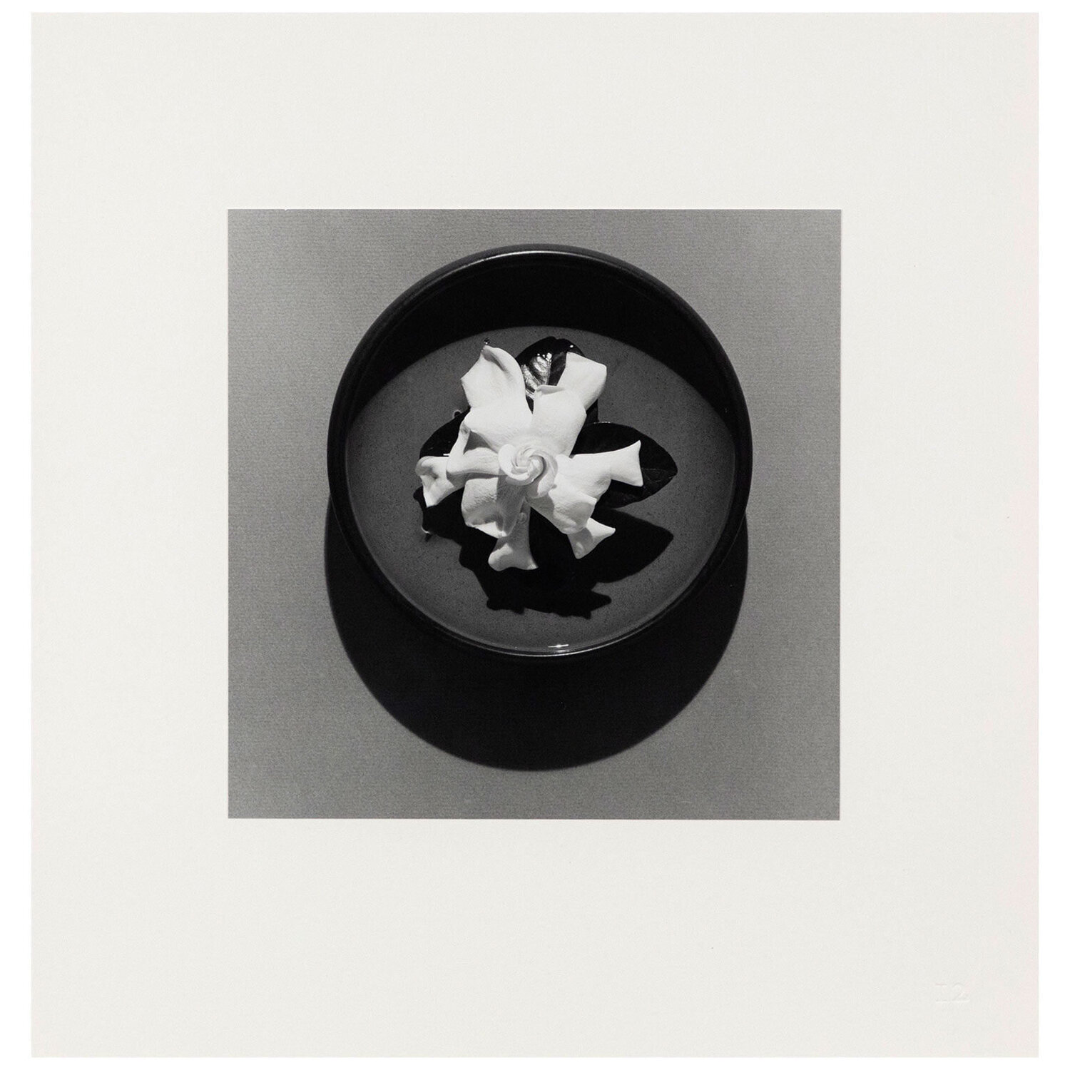 Gardenia Robert Mapplethorpe