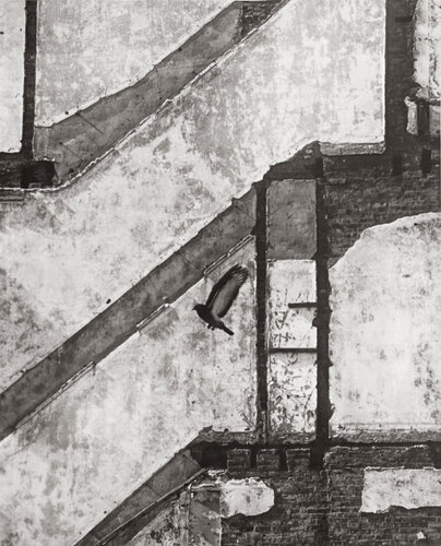 Landing pigeon, March 2 by André Kertész, Photography for Sale on Singulart