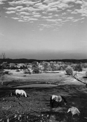 Mount Kisco, New York, Horses par André Kertész, Photographie en vente sur Singulart