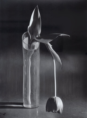 Melancholic Tulip par André Kertész, Photographie en vente sur Singulart