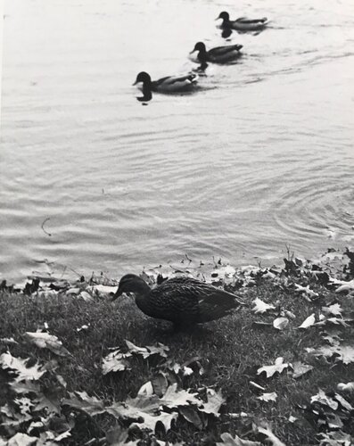 Three ducks par André Kertész, Photographie en vente sur Singulart