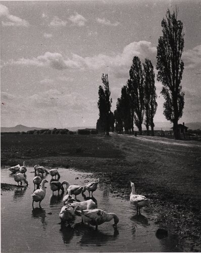 Untitled par André Kertész, Photographie en vente sur Singulart