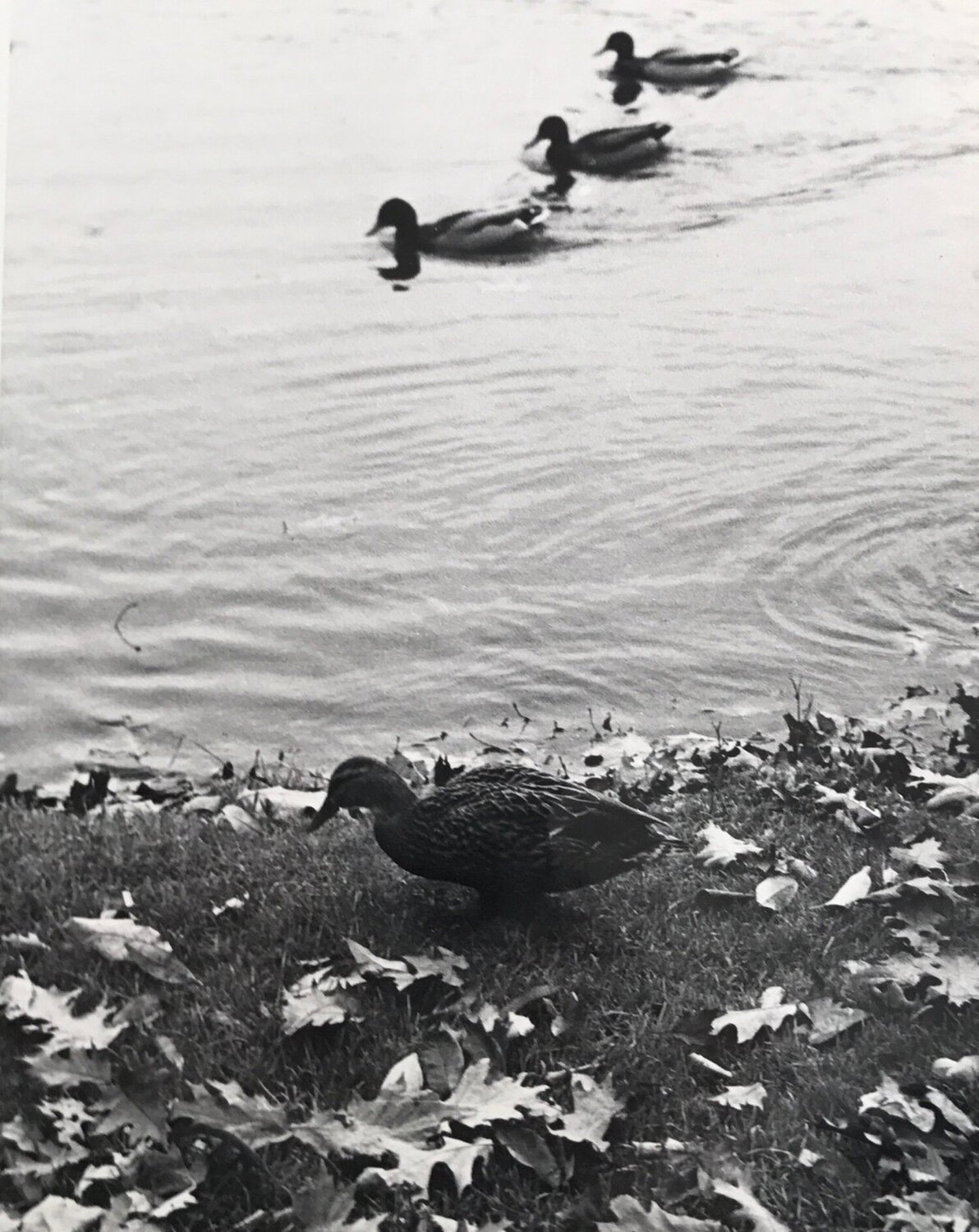 Three ducks André Kertész Photographie à vendre
