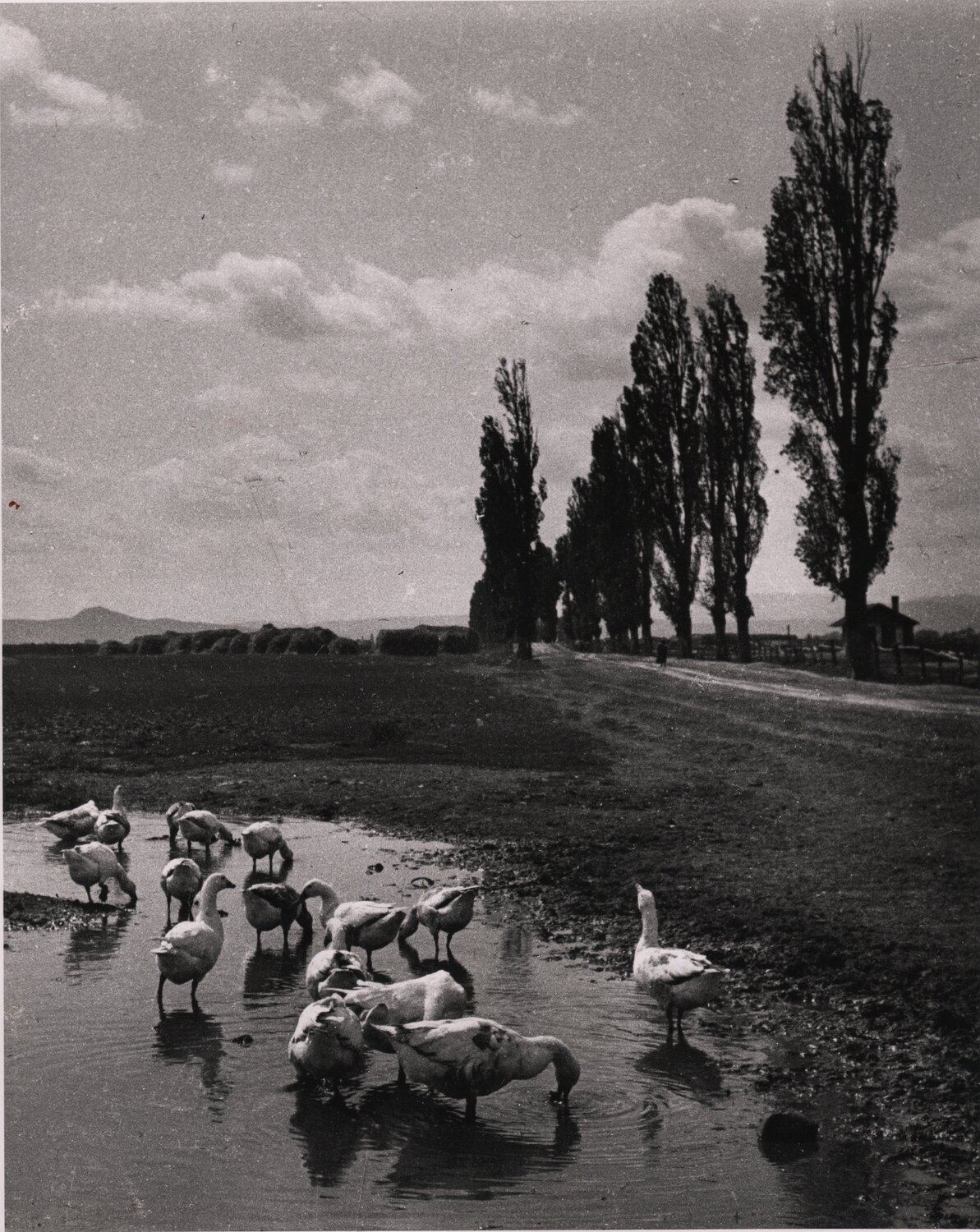 Untitled André Kertész Photographie à vendre
