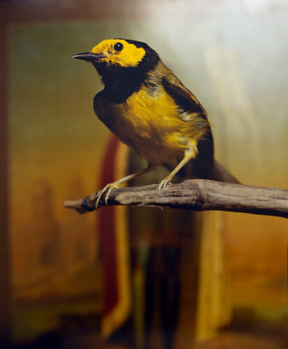 Hooded Warbler II van Andres Serrano, Fotografie te koop op Singulart