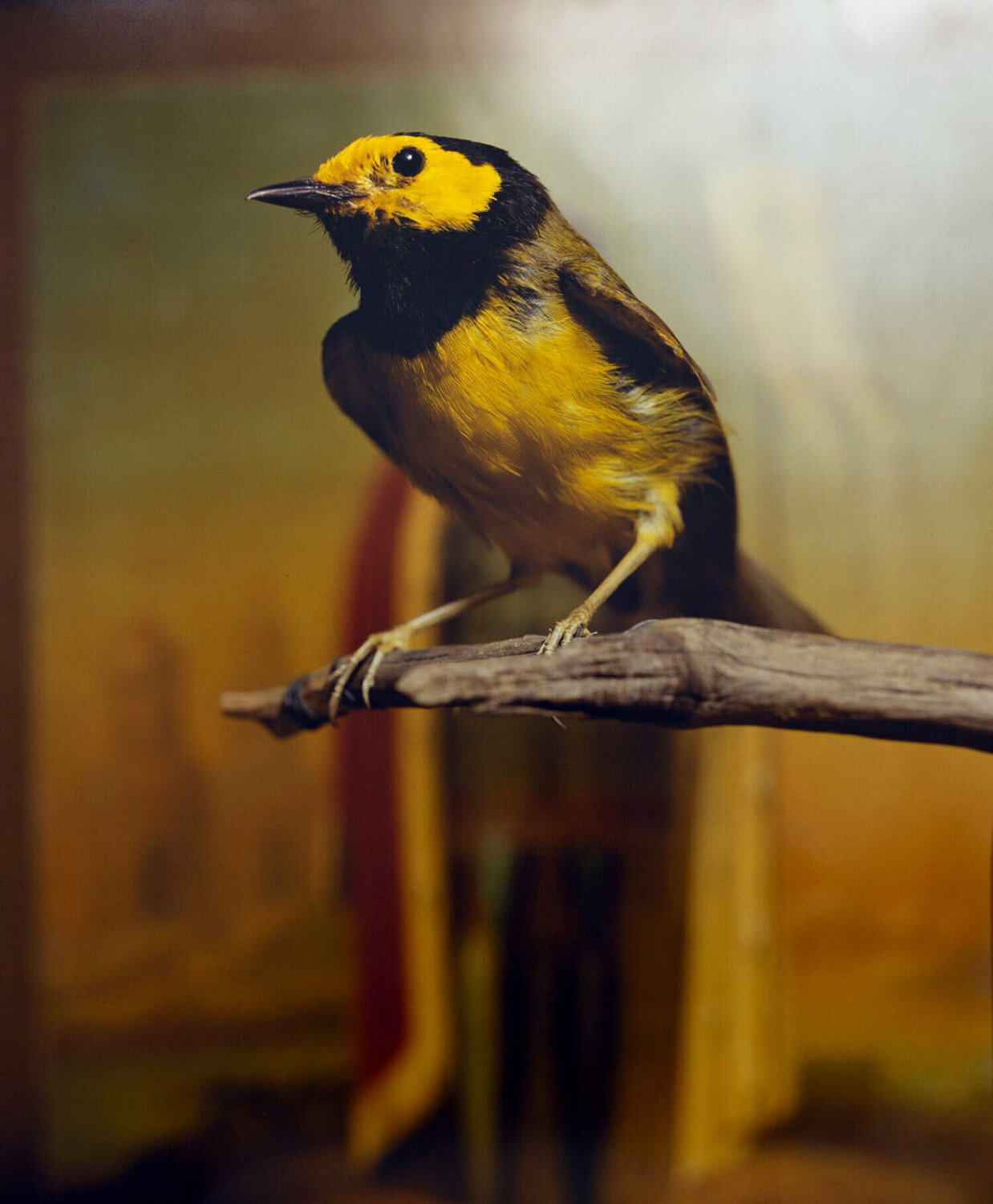 Hooded Warbler II Andres Serrano Fotografia in vendita