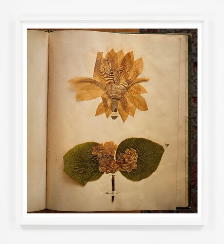 Emily Dickinson's herbarium, Houghton Library, Harvard University, Cambridge, Massachusetts, 2010 van Annie Leibovitz, Fotografie te koop op Singulart