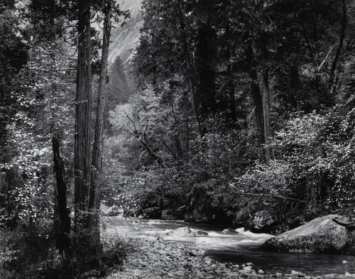 Tenaya Creek, Dogwoods, Spring Rain van Ansel Adams, Fotografie te koop op Singulart