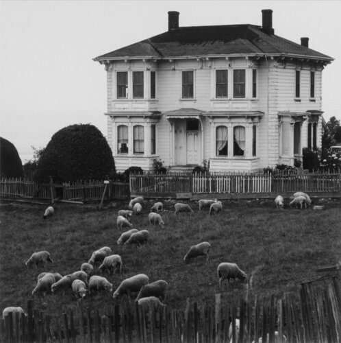 Sheep and House, Mendocino Coast, California van Ansel Adams, Fotografie te koop op Singulart