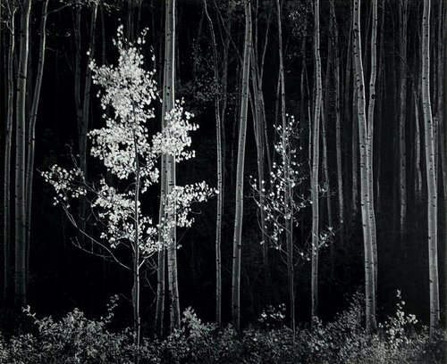 Aspens, Northern New Mexico van Ansel Adams, Fotografie te koop op Singulart