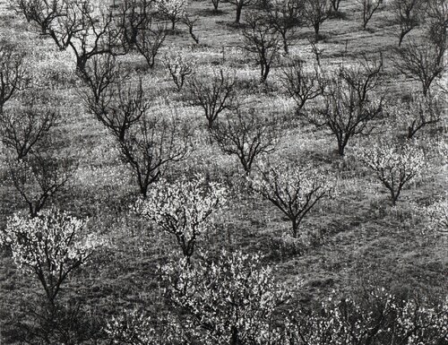 Orchard Early Spring Near Stanford, CA van Ansel Adams, Fotografie te koop op Singulart