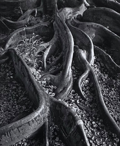 Roots, Foster Gardens, Honolulu, T. H., From Portfolio One: Twelve Photographic prints by Ansel Adams by Ansel Adams, 사진 for Sale on Singulart