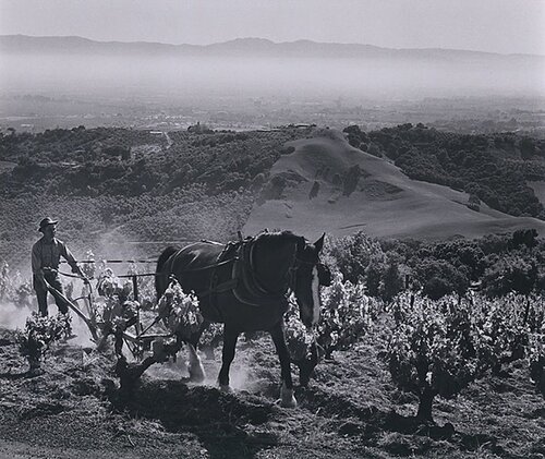 Paul Masson Vineyards van Ansel Adams, Fotografie te koop op Singulart