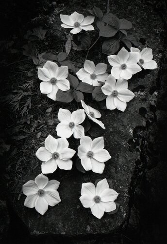 Dogwood Blossoms, Yosemite National Park, California van Ansel Adams, Fotografie te koop op Singulart