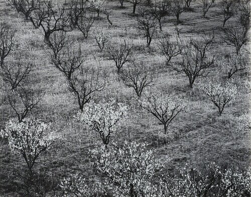 Orchard, Early Spring, near Stanford University, California van Ansel Adams, Fotografie te koop op Singulart
