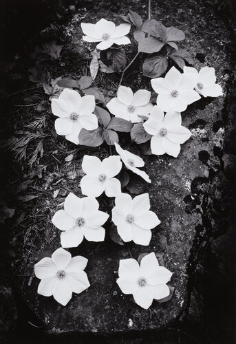 Dogwood Blossoms van Ansel Adams, Fotografie te koop op Singulart