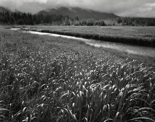 Rain, Beartrack Cove, Glacier Bay National Park, Alaska van Ansel Adams, Fotografie te koop op Singulart