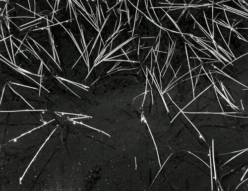 Grass and Pool, Tuolumne Meadows, Yosemite National Park, California van Ansel Adams, Fotografie te koop op Singulart