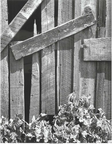 Boards and Thistles, San Francisco van Ansel Adams, Fotografie te koop op Singulart