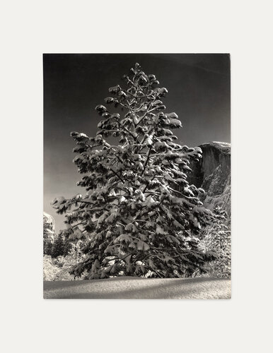 Tree in Snow, Yosemite van Ansel Adams, Fotografie te koop op Singulart