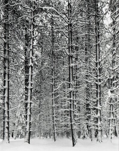Trees and Snow (Pine Forest and Snow) van Ansel Adams, Fotografie te koop op Singulart