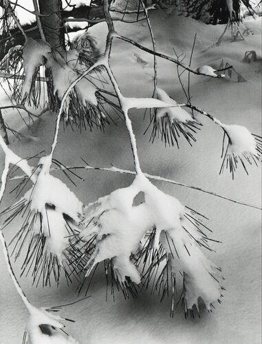 Branches in Snow, Yosemite National Park, California van Ansel Adams, Fotografie te koop op Singulart