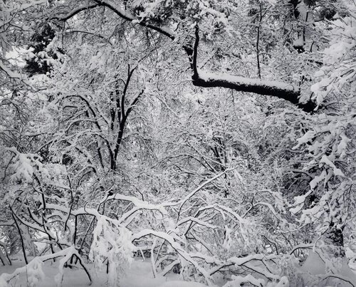 Fresh Snow, Yosemite Valley, California van Ansel Adams, Fotografie te koop op Singulart