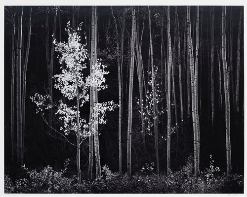Aspens, Northern New Mexico van Ansel Adams, Fotografie te koop op Singulart