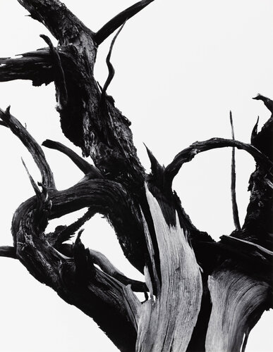 Dead Tree, Sunset Crater National Monument, Arizona van Ansel Adams, Fotografie te koop op Singulart