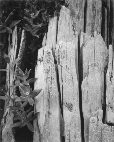 Moth and Stump, Interglacial Forest van Ansel Adams, Fotografie te koop op Singulart