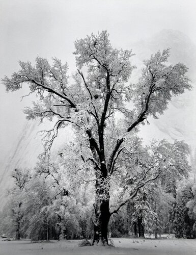 Oaktree Snowstorm, Yosemite National Park, California van Ansel Adams, Fotografie te koop op Singulart