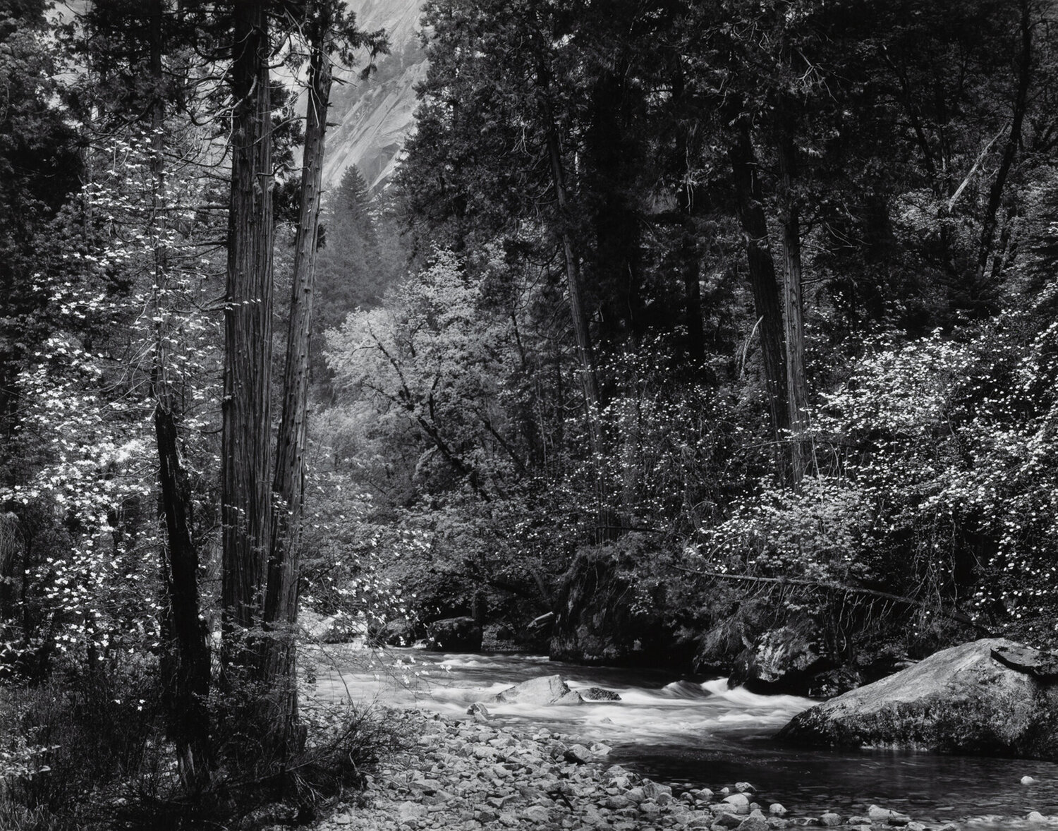 Tenaya Creek, Dogwoods, Spring Rain Ansel Adams Fotografia in vendita