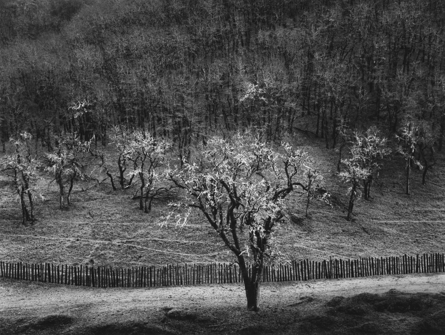 Oak Tree, Rain, Sonoma County, CA Ansel Adams Fotografia in vendita