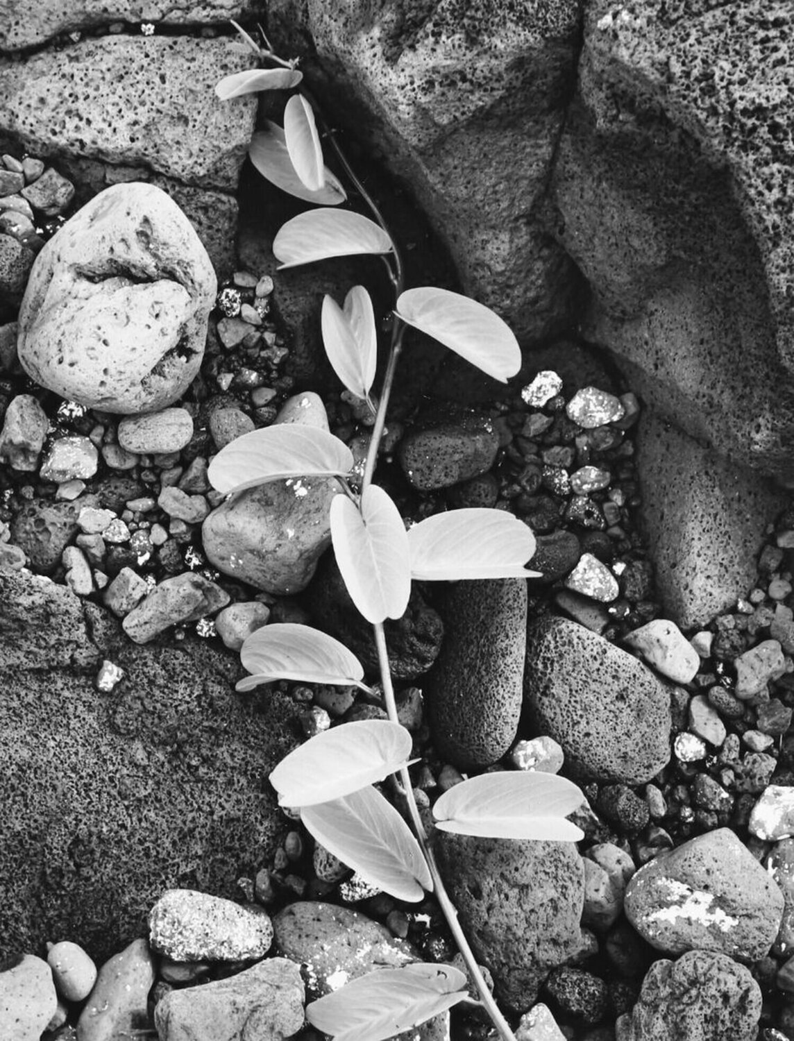 Vine and Rock, Island of Hawaii Ansel Adams Fotografie zu verkaufen