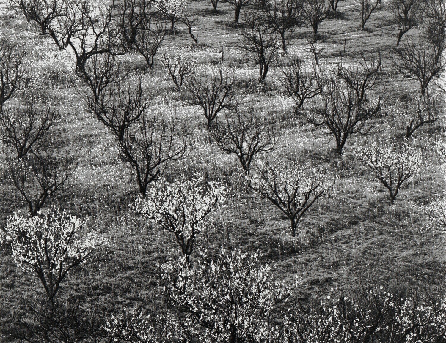 Orchard Early Spring Near Stanford, CA Ansel Adams Fotografie zu verkaufen