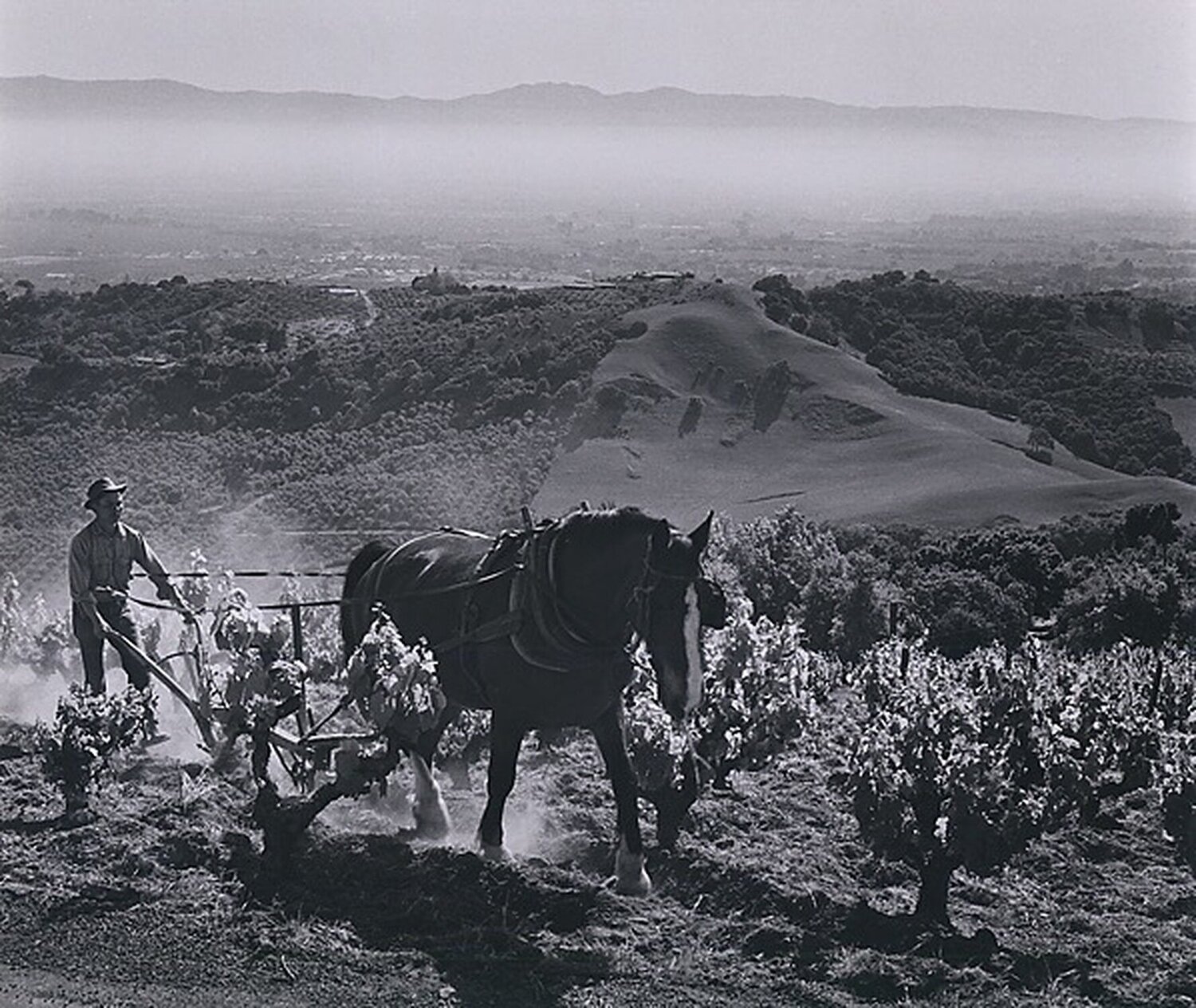 Paul Masson Vineyards Ansel Adams Fotografie zu verkaufen