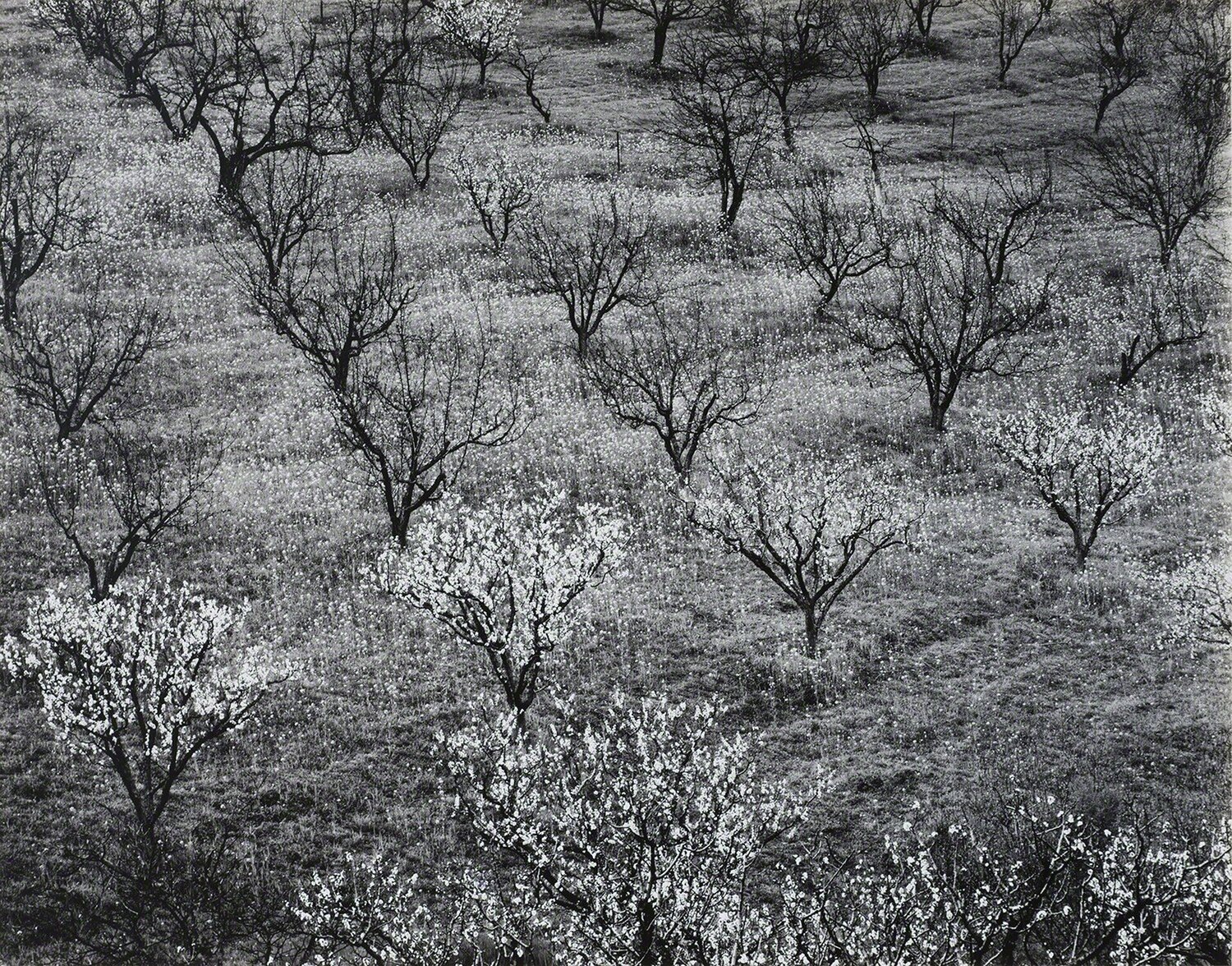 Orchard, Early Spring, near Stanford University, California Ansel Adams Fotografie zu verkaufen