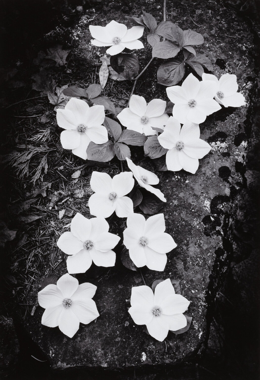 Dogwood Blossoms Ansel Adams Fotografia in vendita
