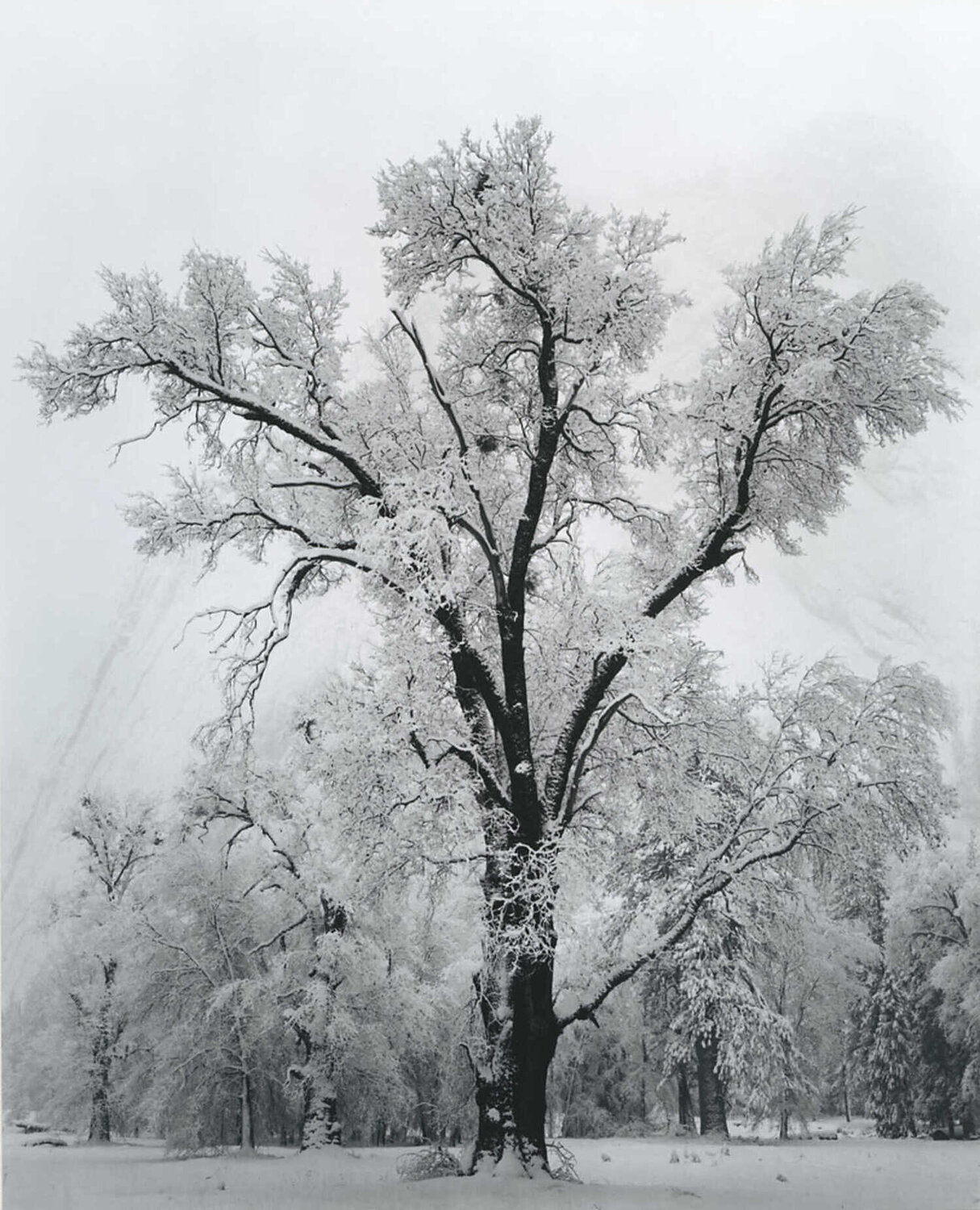 Oaktree, Snowstorm, Yosemite National Park, CA Ansel Adams Fotografie zu verkaufen