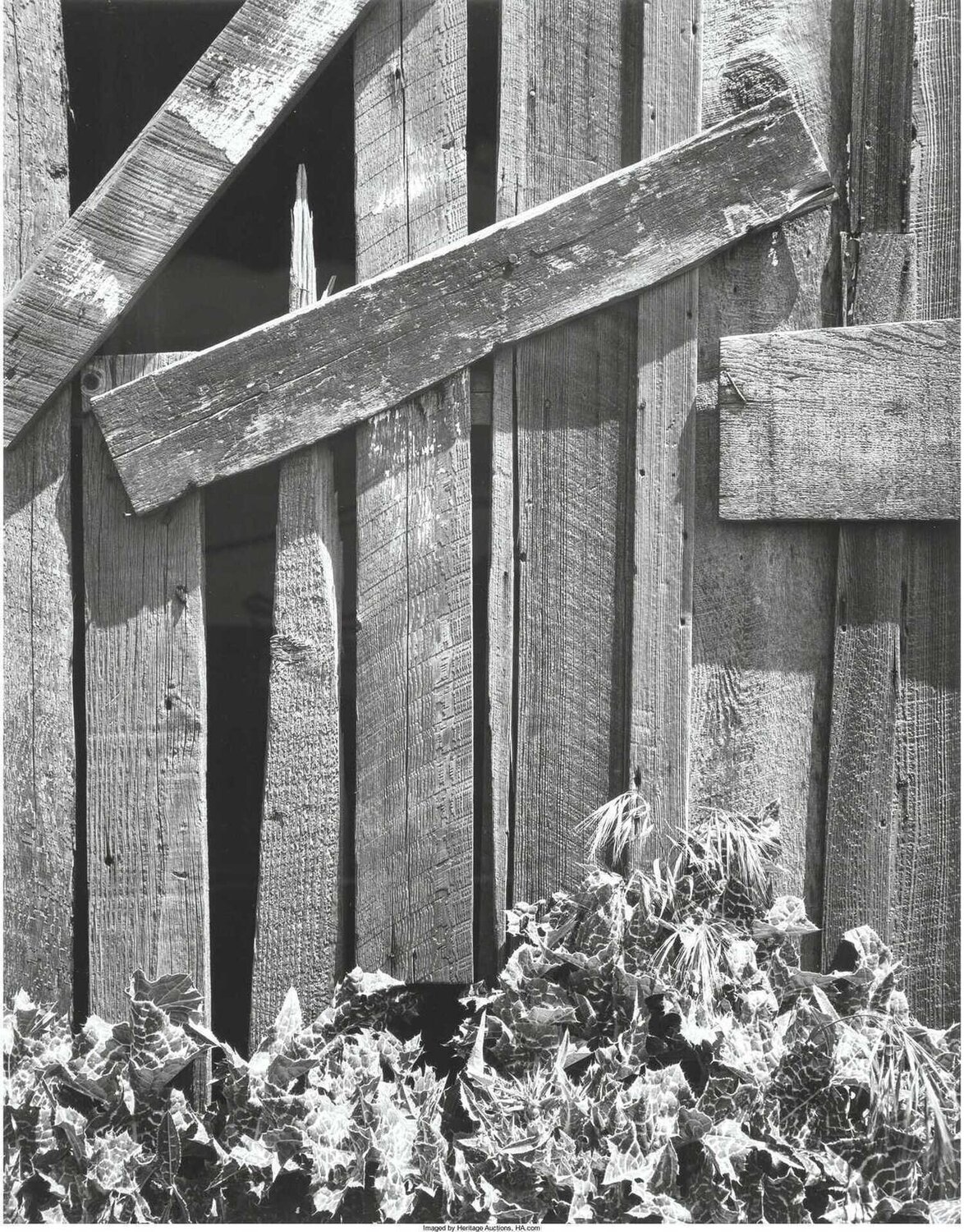 Boards and Thistles, San Francisco Ansel Adams Fotografie zu verkaufen