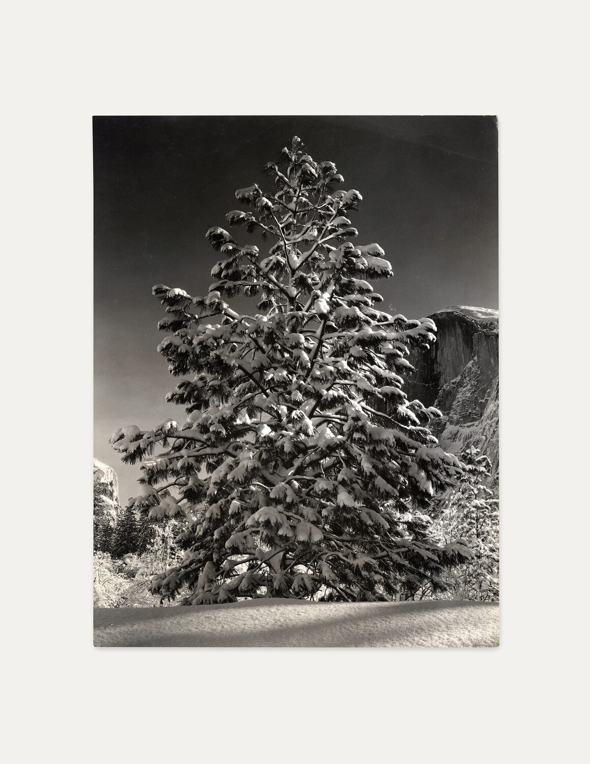 Tree in Snow, Yosemite Ansel Adams Fotografie te koop